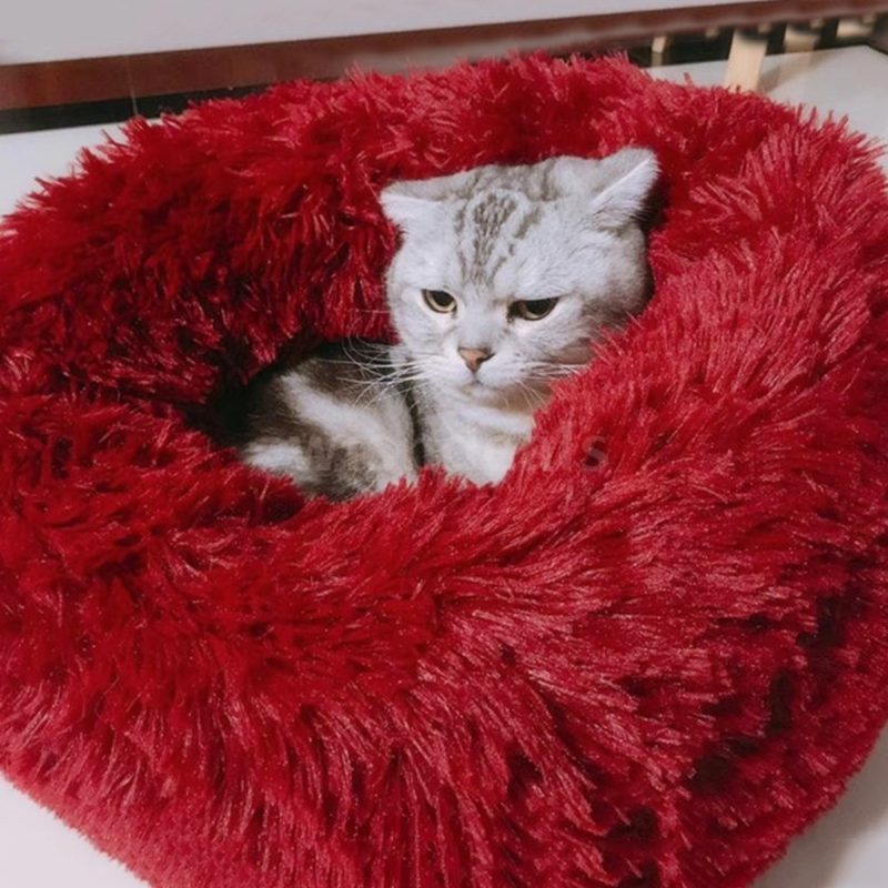 Chaton sur coussin confortable rouge