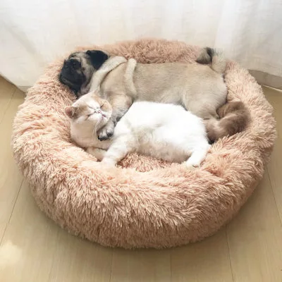 Chat et chien qui dorment ensemble